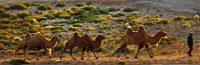 335 - CAMELS BACK HOME AT DUSK - PENG JIONGXIN - new zealand